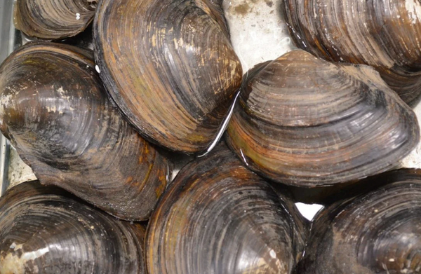 Teichmuscheln