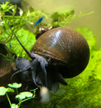Apfelschnecke "Giant" Jumbo - Pila ampullacea
