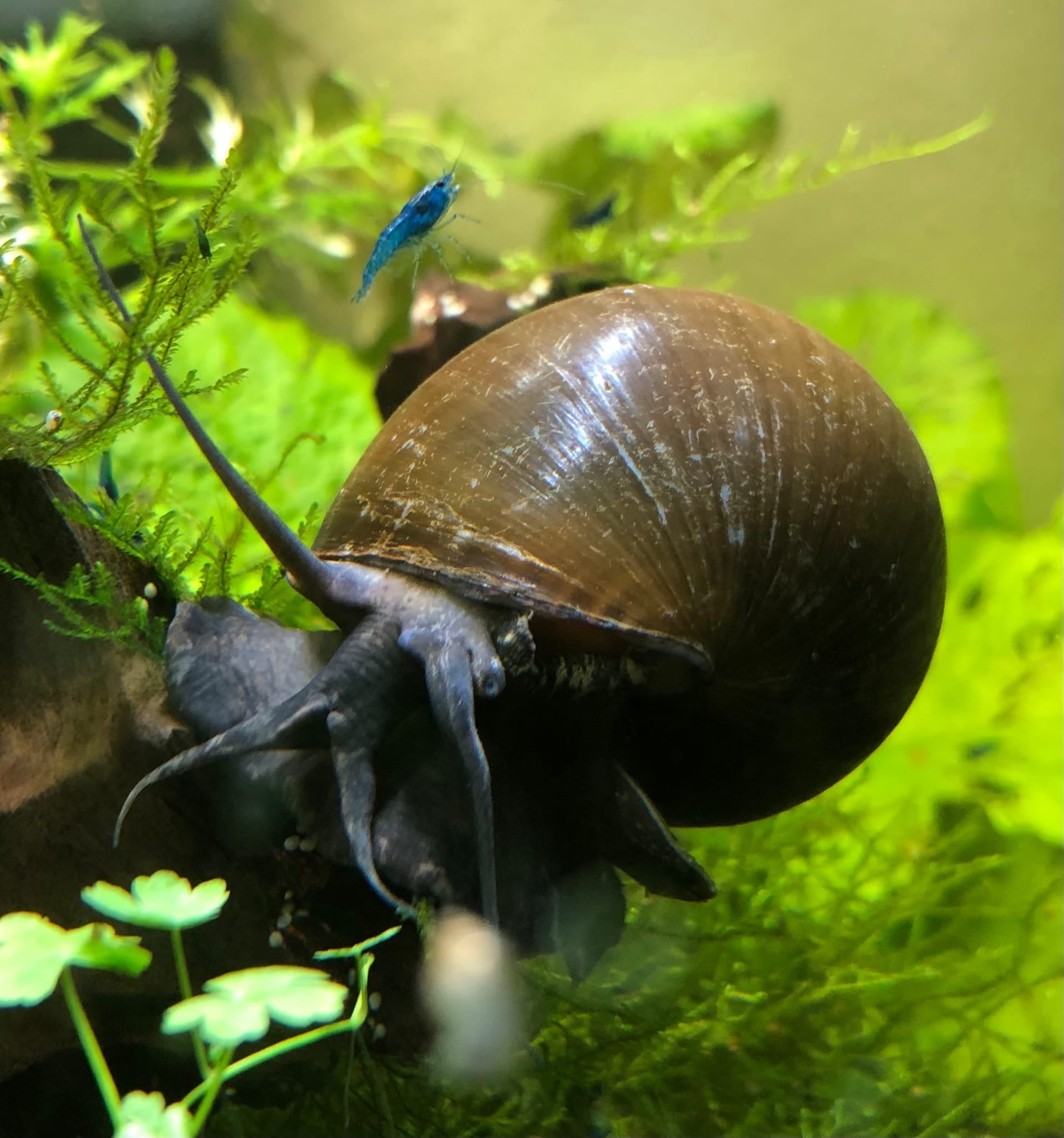 Apfelschnecke "Giant" Jumbo - Pila ampullacea