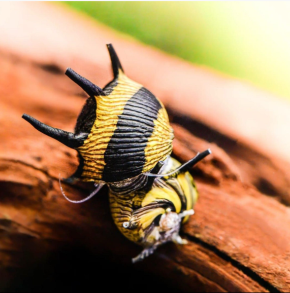 Geweihschnecke Schwarz/Gelb – Algenfresser für Süßwasseraquarien