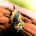Geweihschnecke Schwarz/Gelb – Algenfresser für Süßwasseraquarien