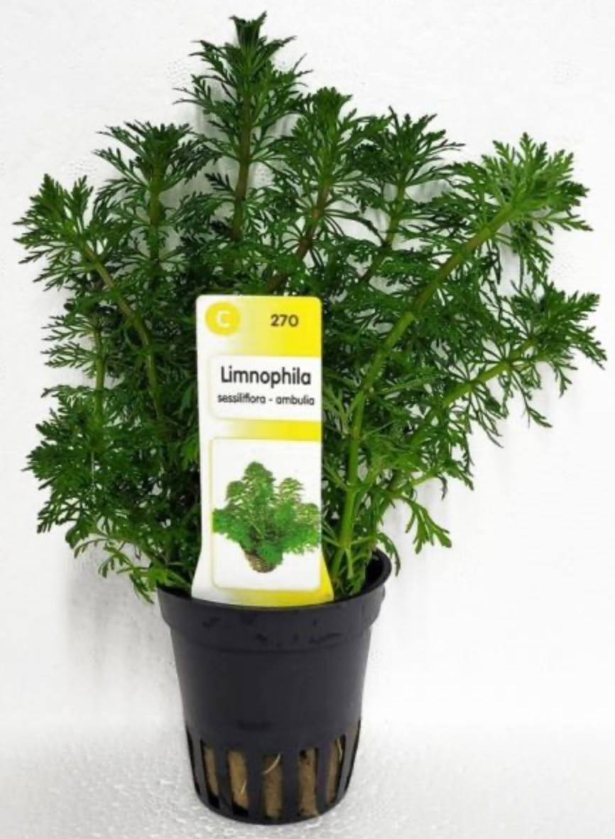 Limnophila sessiliflora – Blütenstielloser Sumpffreund
