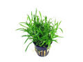 Neuseelandgras - Lilaeopsis novae zelandiae