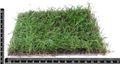 Lilaeopsis novae-zelandiae (Syn.: L. brasiliensis) Epaqmat 10x15 cm
