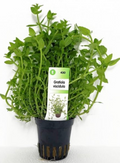 Gratiola viscidula