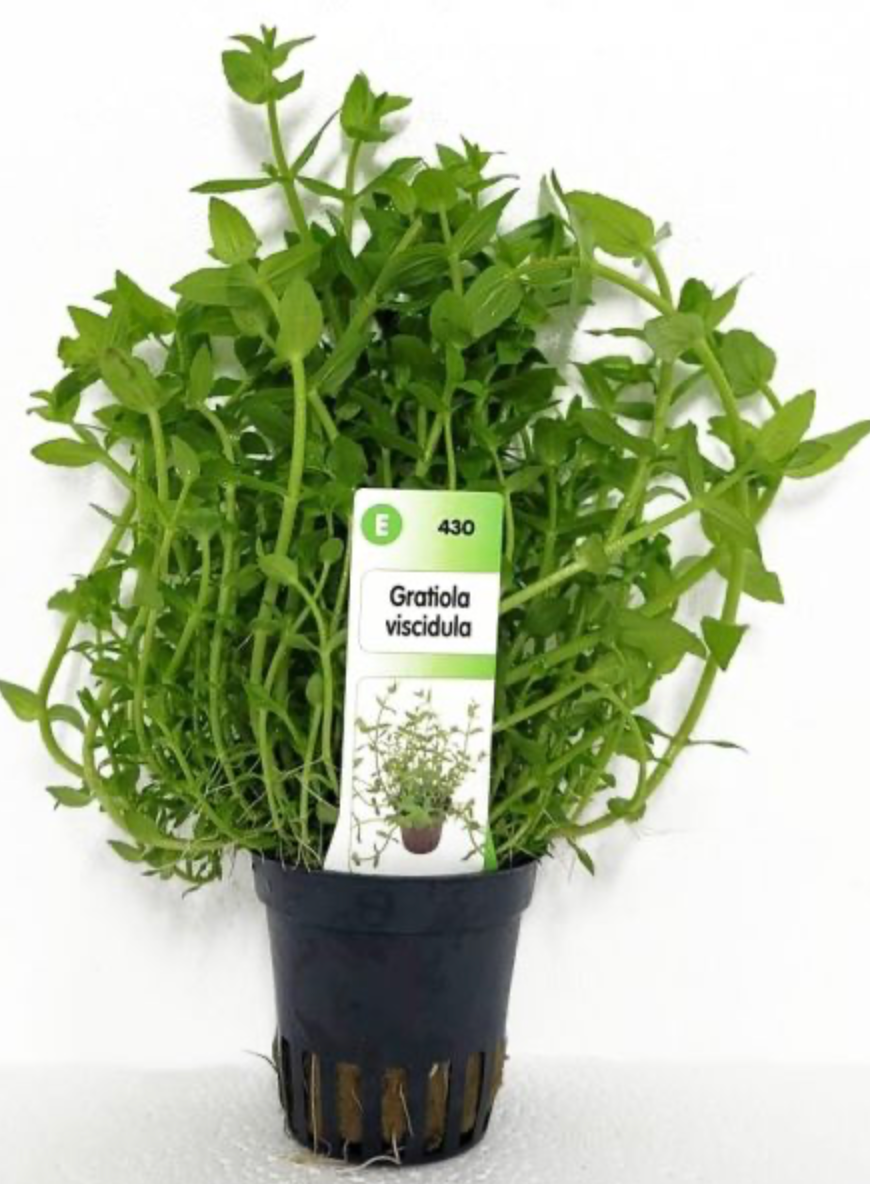 Gratiola viscidula