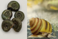 50 Sumpfdeckel- und 50 Posthornschnecken