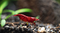 200 St. Bloody Mary Garnele - Neocaridina davidi