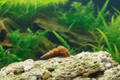 Herkules-Turmdeckelschnecke – Brotia herculea