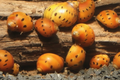 Orange Track Rennschnecke – Neritina sp. – Algenfresser für Süßwasseraquarien