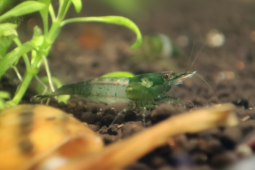 Zwerggarnele "Rili Green" - Neocaridina davidi