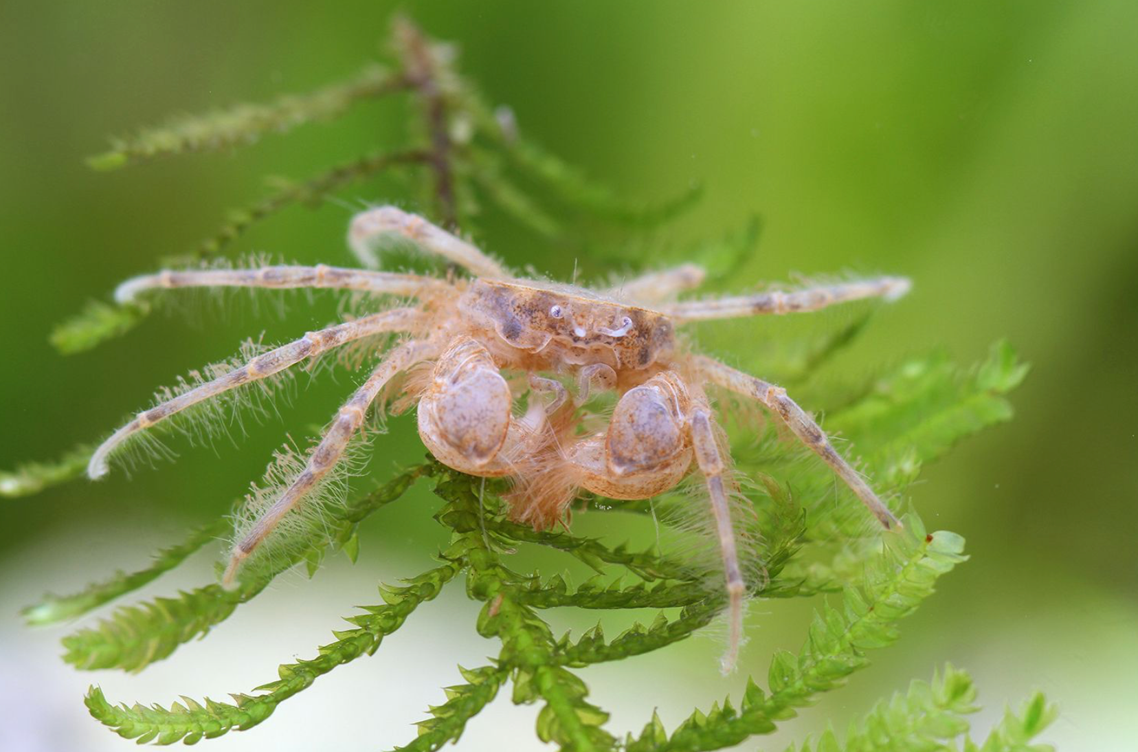 Thai Mikrokrabbe (Limnopilos naiyanetri)