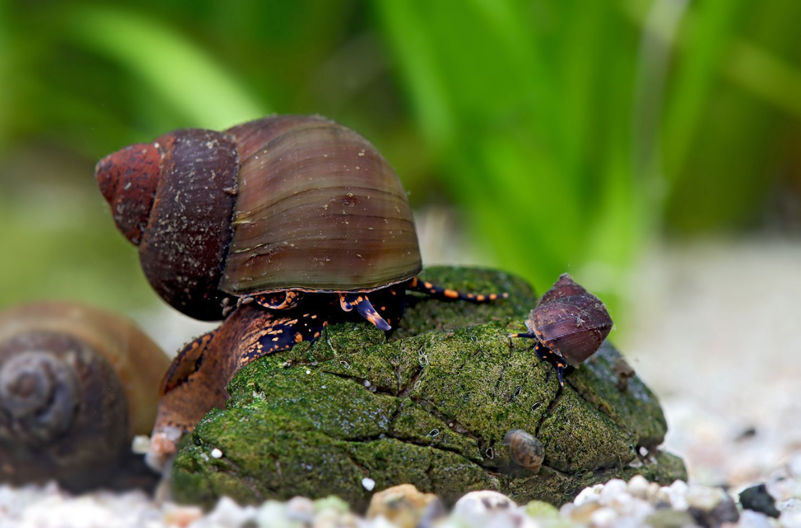 Blue Berry Snail - Notopala sp.