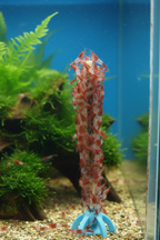 Nano-Lollies Blauer Diamant (12 Stück)