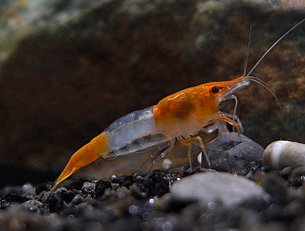 orange Rili Garnele, Neocaridina davidi "orange Rili"