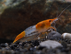 orange Rili Garnele, Neocaridina davidi "orange Rili"