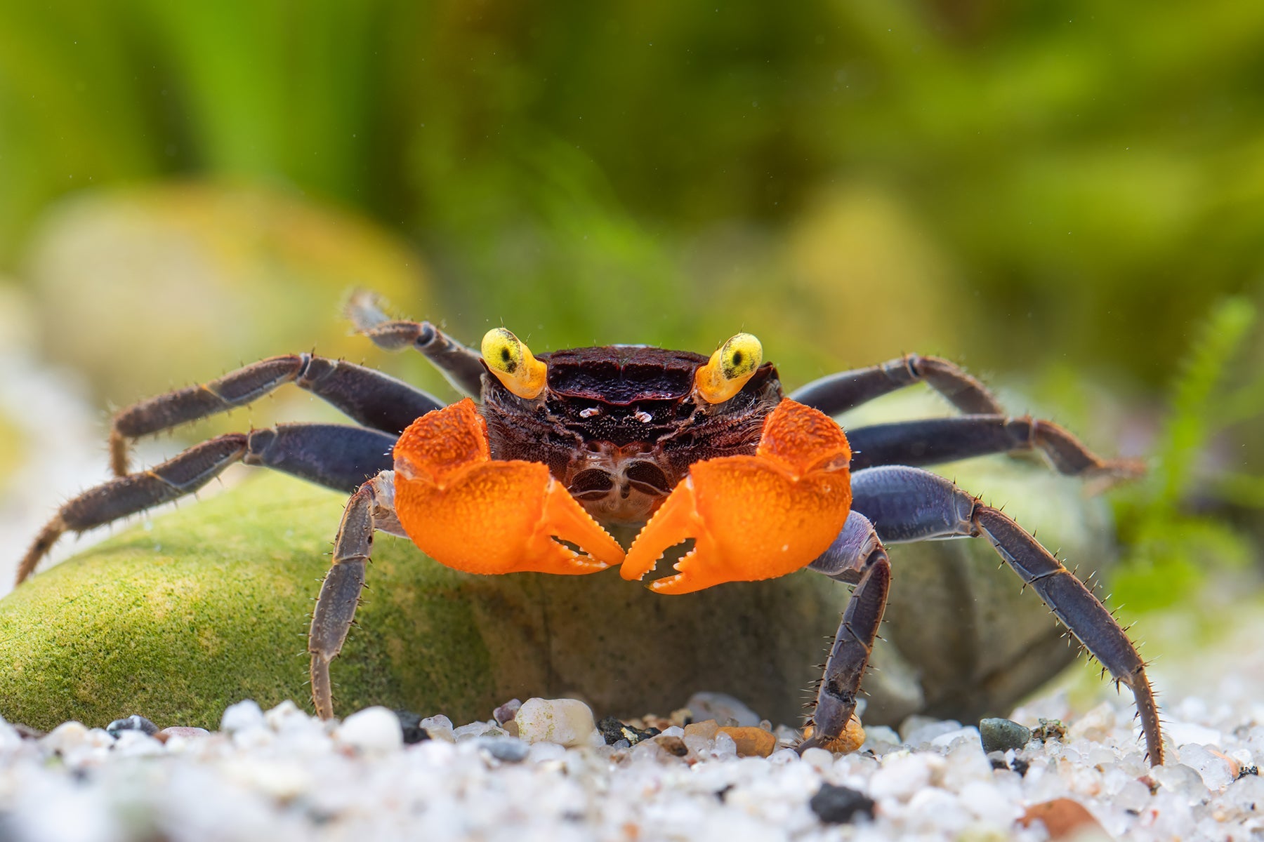 Vampirkrabbe "Red" - Geosesarma noduliferum