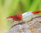 Red Rili Garnele - Neocaridina davidi "Red Rili"