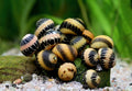 Neritina spec. - Bunte Mini Rennschnecke