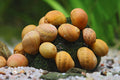 Geweihschnecke 'yellow Fancy'