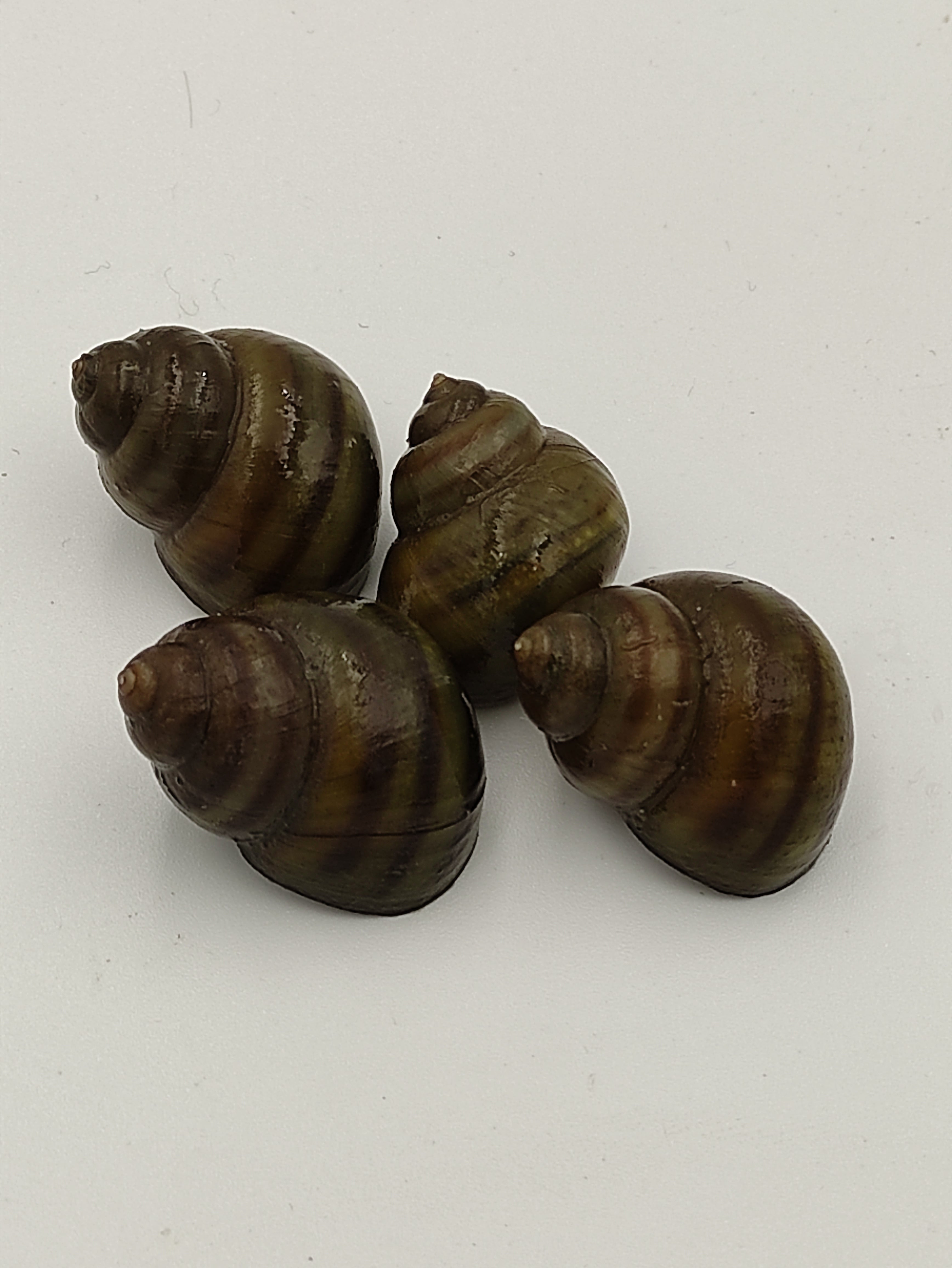 10er Gruppe Teichschnecken – Sumpfdeckelschnecken (Viviparidae)