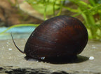 Napfschnecken- Stahlhelmschnecke