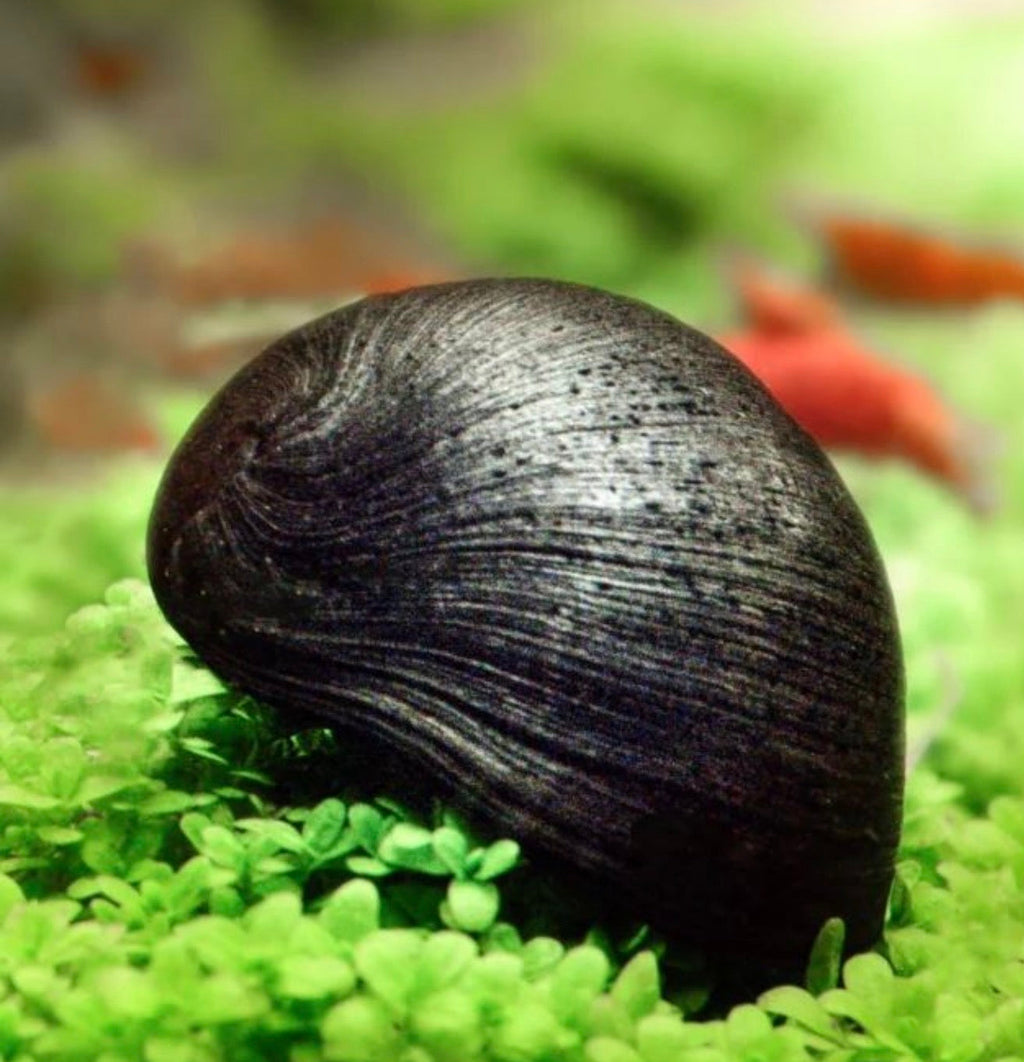 Napfschnecken- Stahlhelmschnecke