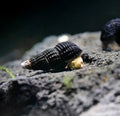 Mini Tylomelania – Tylomelania sp.