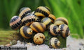 Clithon sp. "Fancy Tiger" Geweihschnecke