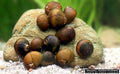 Geweihschnecke Black Fancy