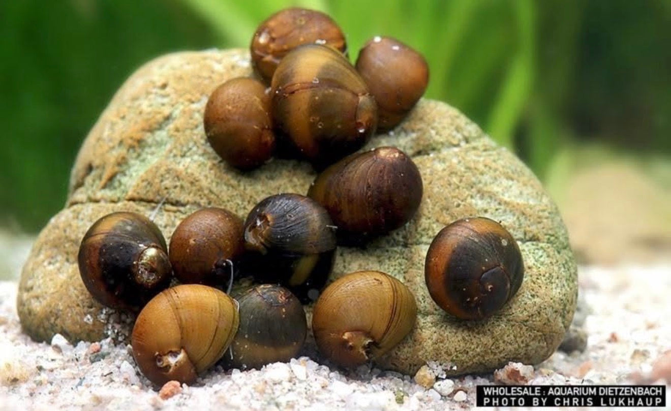Geweihschnecke Black Fancy