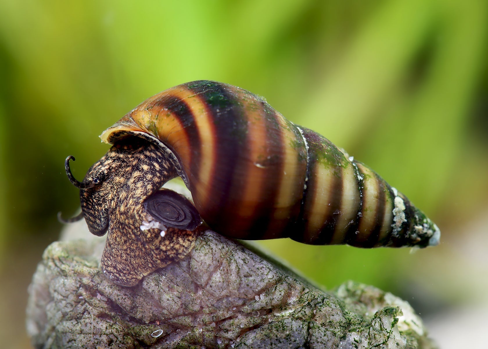 Gestreifte Turmdeckelschnecke - Brotia Manningi