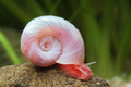 Posthornschnecke „Rosapink“