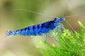 Blue Zebra Garnele - Neocaridina davidi