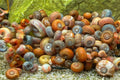 Posthornschnecken mix 5 Stück