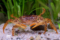 Unterwasserkrabbe "Panther" - Parathelphusa pantherina