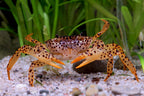 Unterwasserkrabbe "Panther" - Parathelphusa pantherina