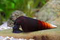 Teufelsdornschnecke - Faunus ater