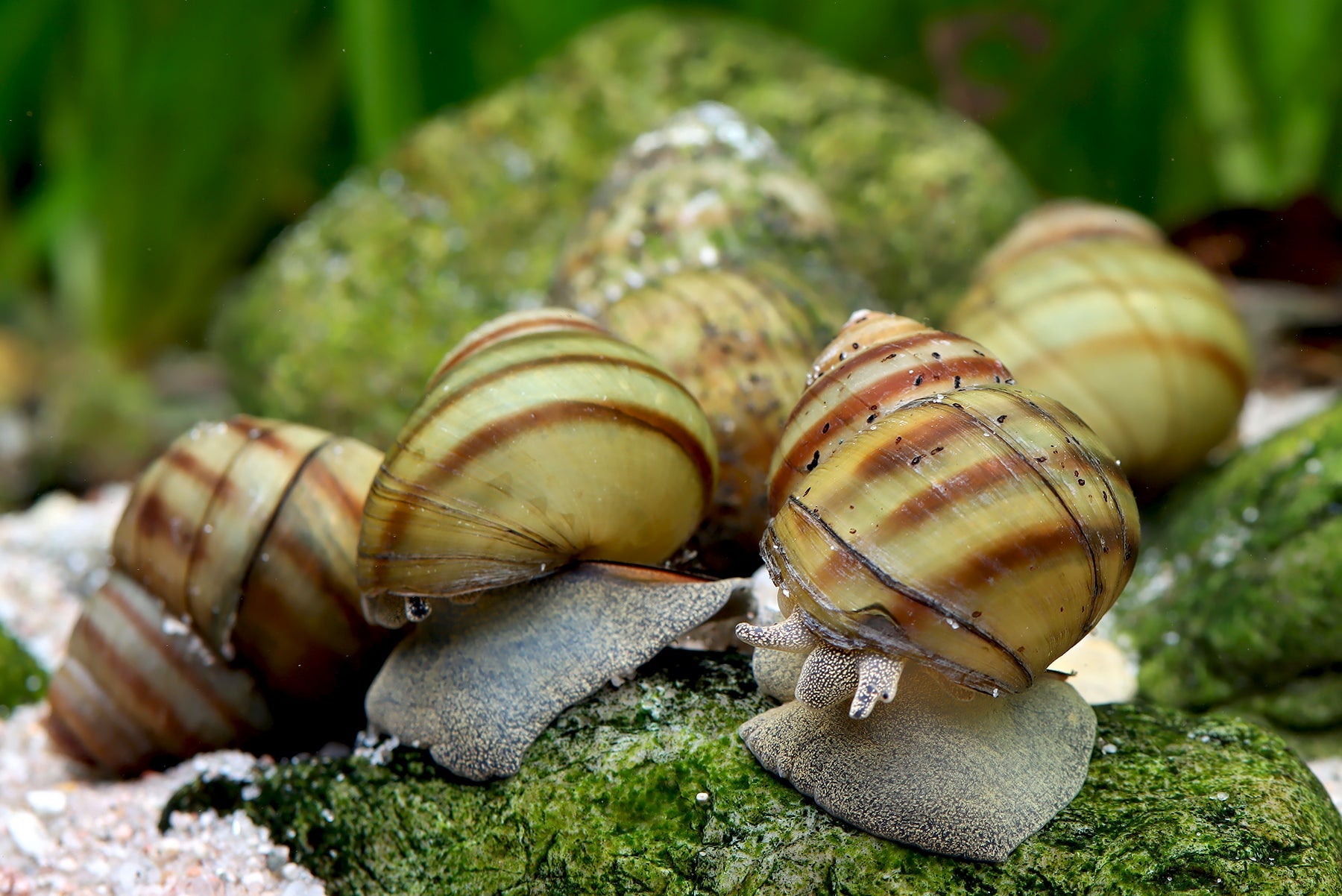 Teichschnecken – Sumpfdeckelschnecken (Viviparidae)