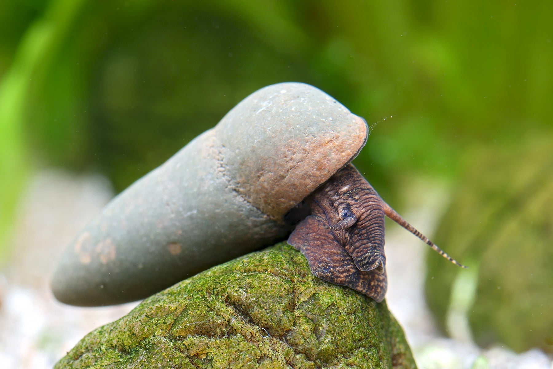Turmdeckelschnecke - Tylomelania Sp. Chocolate