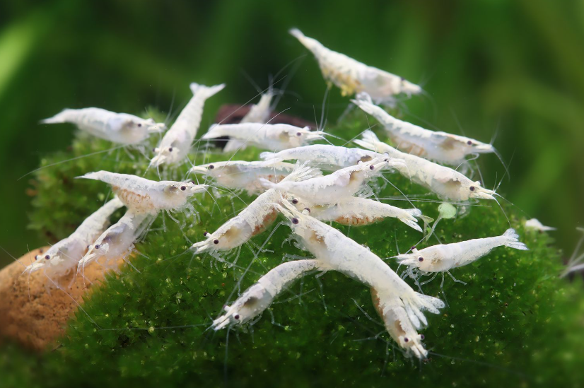 Snowstorm Zwerggarnele - Neocaridina palmata