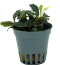 Bucephalandra „Blue Green“