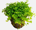 Monte Carlo Perlenkraut – Micranthemum tweediei „Monte Carlo“