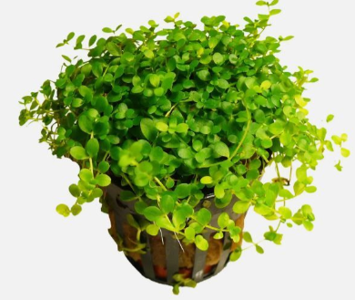 Monte Carlo Perlenkraut – Micranthemum tweediei „Monte Carlo“