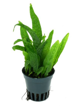 Microsorum mini - kleinwüchsiger Javafarn