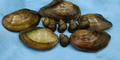 Muscheln & Schnecken Mix