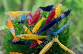 Garnelen MIX  Neocaridina david