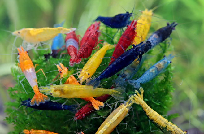 Garnelen MIX  Neocaridina david