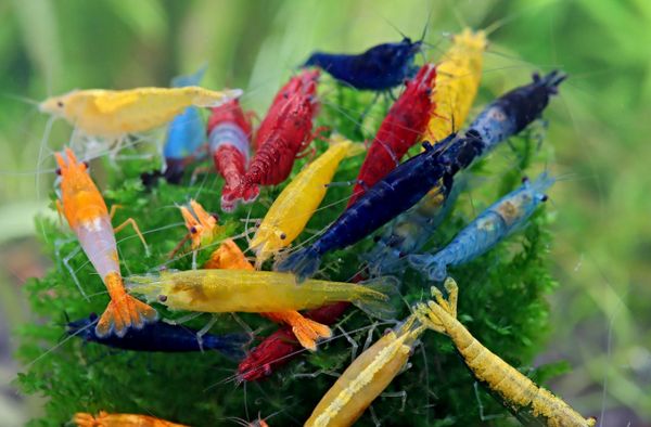 Garnelen MIX  Neocaridina david