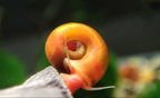 Orange Posthornschnecke - Planorbella/Planorbis sp. (orange)